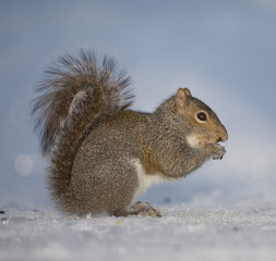 Obraz premium snowy day squirrel