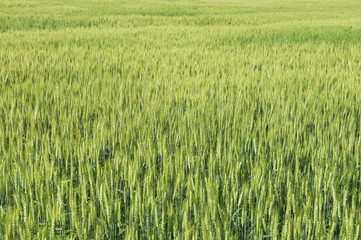 wheat field