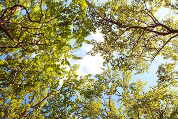 Branches of spring leaves agains blue sky