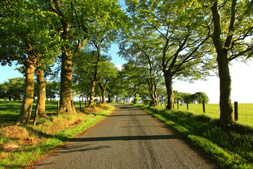 Beautiful rural road in sunshine