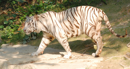 wild animal white tiger
