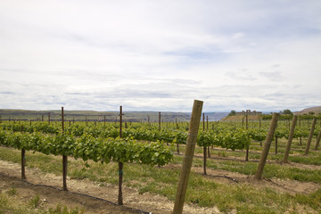Vineyard with Stonehenge backdrop 2