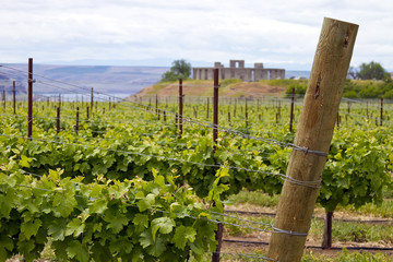 Vineyard with Stonehenge backdrop