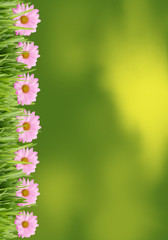 Grass and daisy background