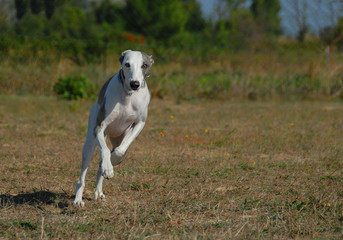 levrier en course