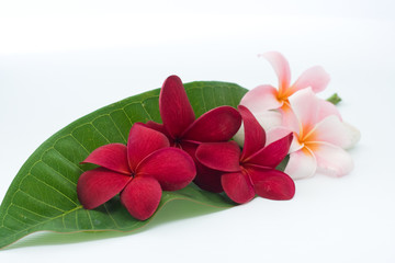 Spa Concept - Plumeria on the green leave