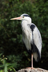 Fototapeta premium héron cendré, ardea cinerea