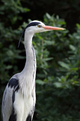 héron cendré, ardea cinerea