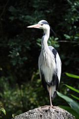 héron cendré, ardea cinerea