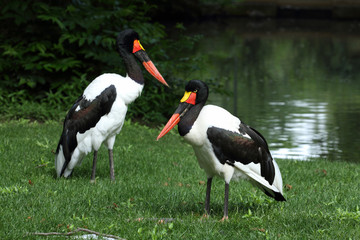 jabiru d'Afrique,ephippiorhynchus senegalensis