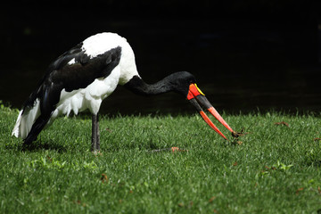 jabiru d'Afrique,ephippiorhynchus