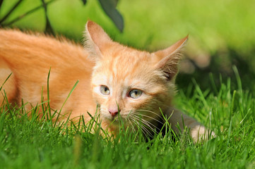 Naklejka na ściany i meble Rote Katze im Gras