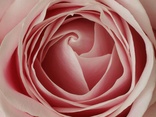 Close Up Pink Rose Bloom