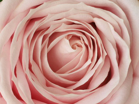 Pink Rose Close Up