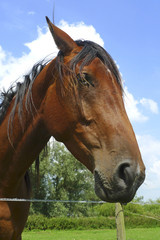 Sympathetic horse leaning over a fence