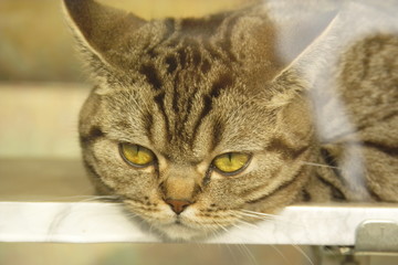 Katze © hhirt