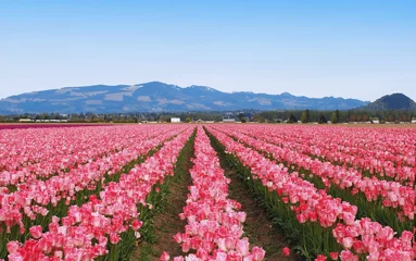 Keuken achterwand Tulp Tulips field in sunny morning  © maxkateUSA