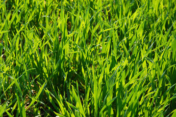 green grass in a meadow to the beetle