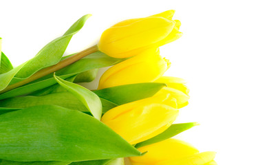 Obraz premium Tulips