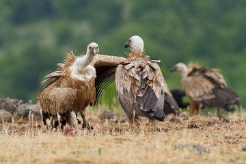 Griffin Vulture (Gyps fulvus)