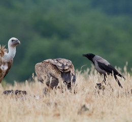 Griffin Vulture (Gyps fulvus)