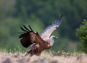 Griffin Vulture (Gyps fulvus)