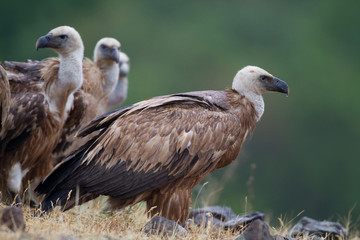 Griffin Vulture (Gyps fulvus)