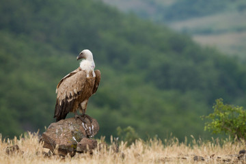 Griffin Vulture (Gyps fulvus)