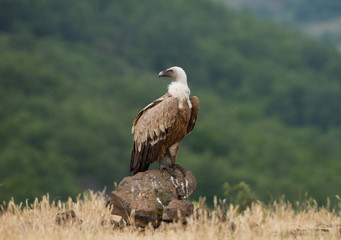Griffin Vulture (Gyps fulvus)