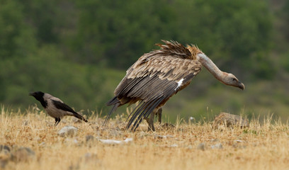Griffin Vulture (Gyps fulvus)