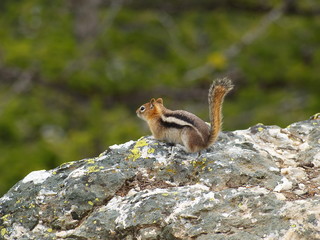 Ecureuil