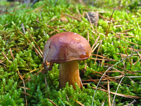 Wild growing mushroom in the big forest