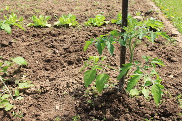 Tomatenpflanze - Tomato plant