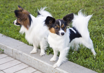 Dogs of breed papillon