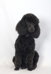 BARBONE