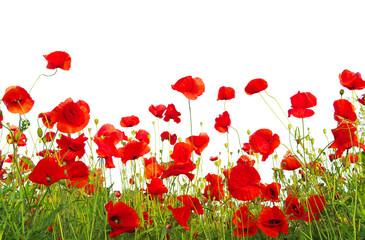 Obraz premium czerwone maki na białym tle