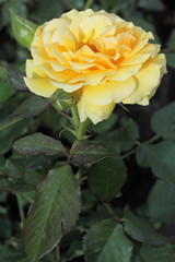 tige rose jaune