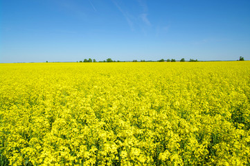 Obraz premium gold field