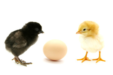 Chickens and egg