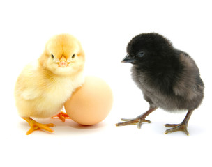 Fototapeta premium Chickens and egg