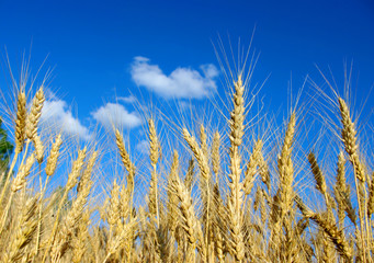 Wheat
