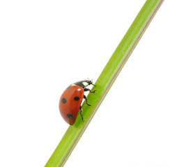 ladybug