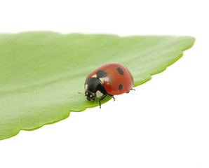 ladybird