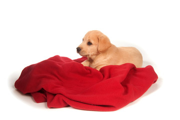 puppy with red blanket