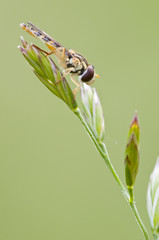 Syrphid insect resting on a spike