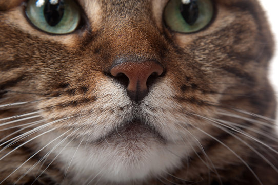 Nose of a tabby cat