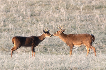 Two whitetail bucks