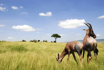 Deurstickers Antilope in het Masai Mara park © lino beltrame