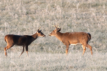 Two whitetail bucks