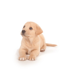 Cute puppy on white background